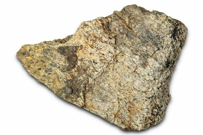 Dinosaur (Triceratops) Frill Shield Section - Montana #347994